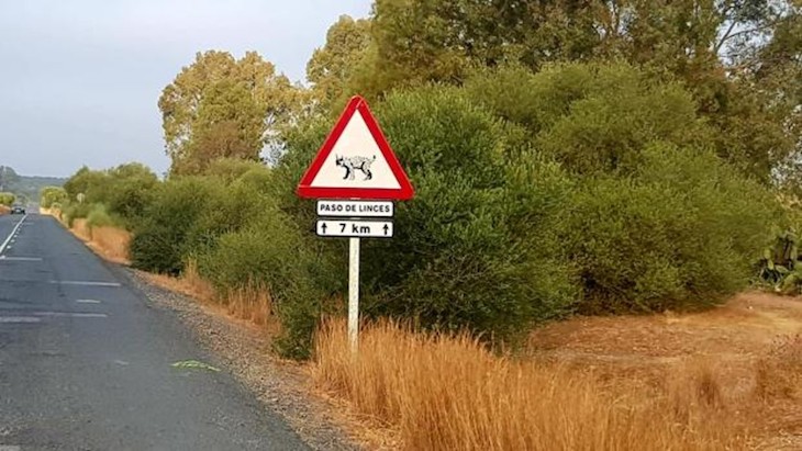 La CHG licita el acondicionamiento de la carretera Dehesa de Abajo en Sevilla para la proteger el lince ibérico