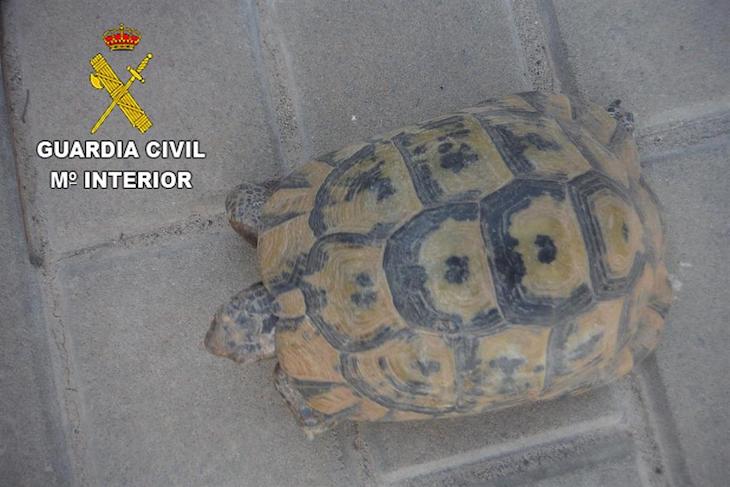 La BENEMERITA requisa una tortuga mora en Pájara (Fuerteventura)
