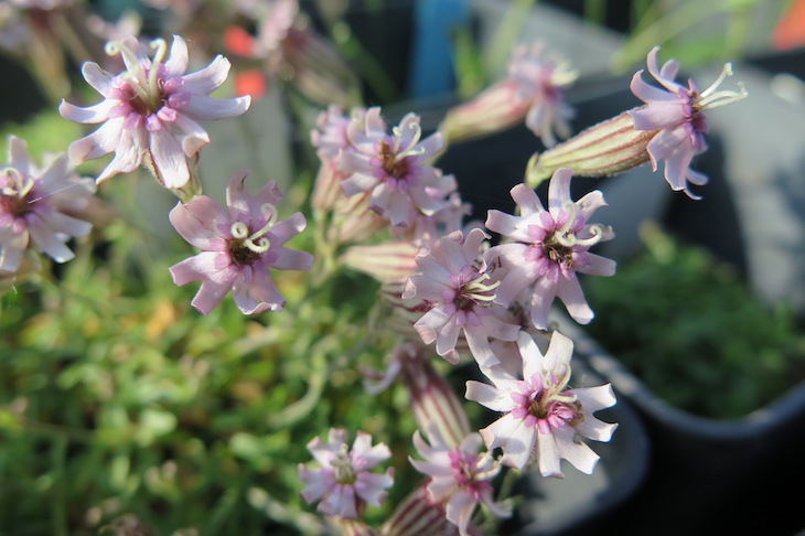 El intercambio genético