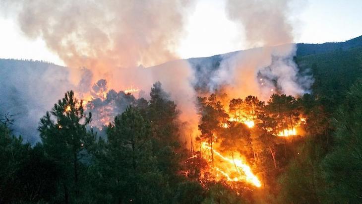 Las interacciones entre el fuego y la acción humana amenazan la biodiversidad en el mundo