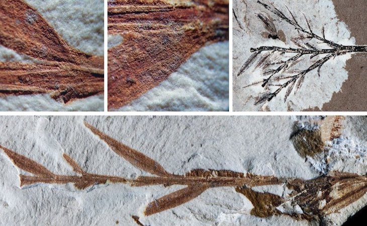 Fósiles de Patagonia desvelan el origen perdido de la araucaria