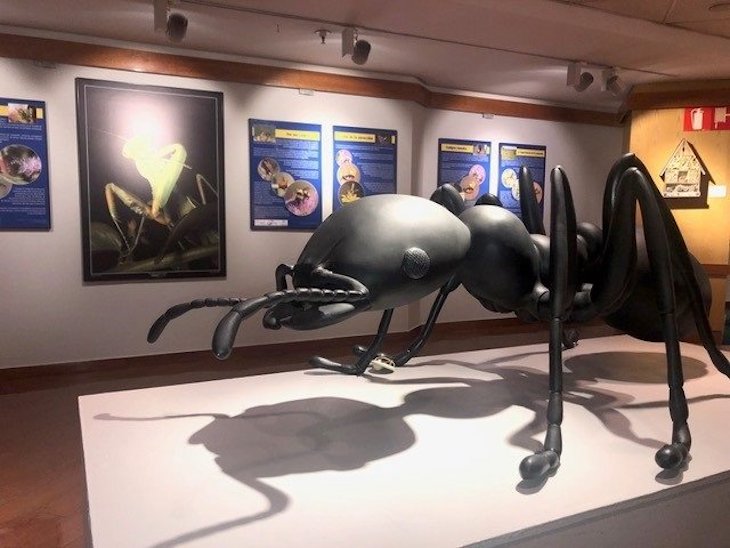 La nueva exposición de Encuentros con la ciencia de la UMA busca concienciar sobre los beneficios de los insectos