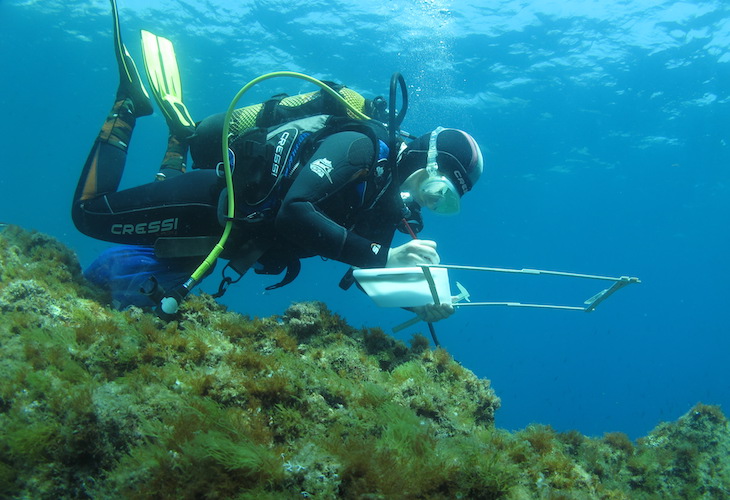 Seguimiento de aves marinas y cetáceos en Parc Tramuntana