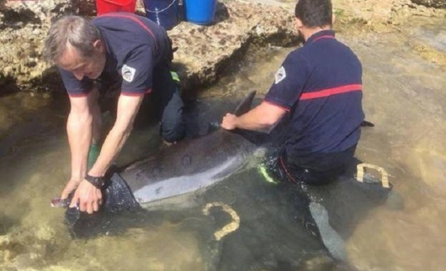 Rescatan un delfín muerto en la orilla de la playa de Xilxes (Castellón)