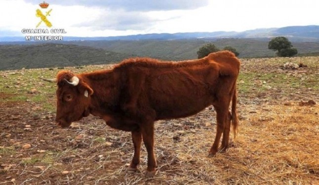 Proanimal recurre la decisión de Junta de Castilla – La Mancha de sacrificar 50 reses en Navalpino