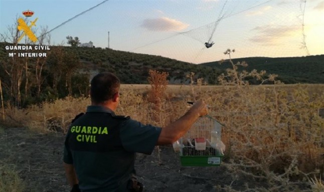 La Guardia Civil investiga en Rute (Córdoba) a una persona por la captura de aves fringílidas de forma ilegal