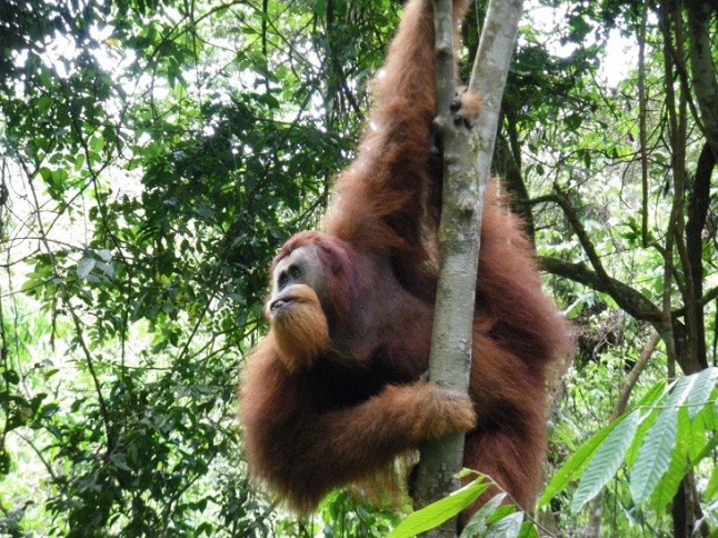 Polémica a cuenta del premio FAD de arquitectura entregado a las Instalaciones de los orangutanes del Zoo de Barcelona