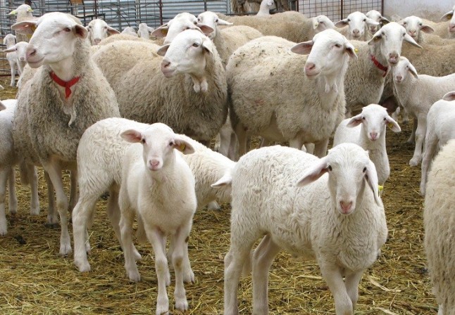 La Fiesta del Cordero en Ceuta incumple deliberadamente la ley