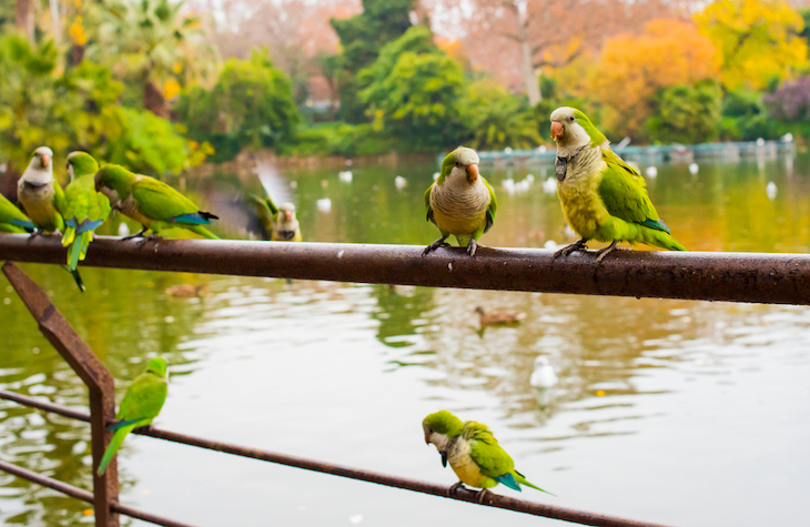 Madrid continúa con su plan para matar a las 14.000 cotorras de la ciudad
