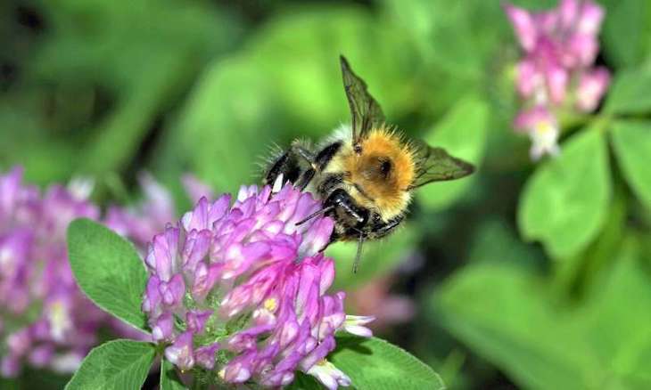 La Estación de Doñana participa en un estudio sobre insectos polinizadores y la mejora de sus hábitats