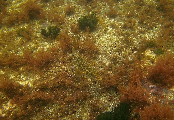 La pesca modifica el comportamiento y las características de los peces en los ecosistemas explotados