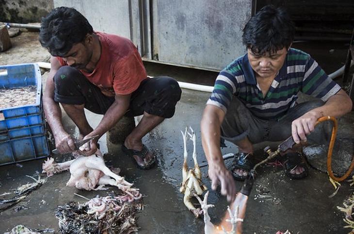 STOP para siempre a la amenaza de los mercados húmedos