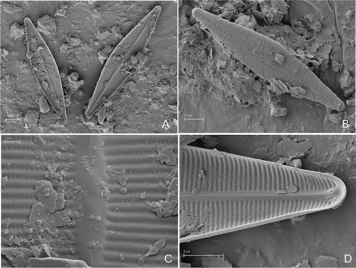 Descubren tres nuevas algas unicelulares en humedales de las Cordilleras Béticas