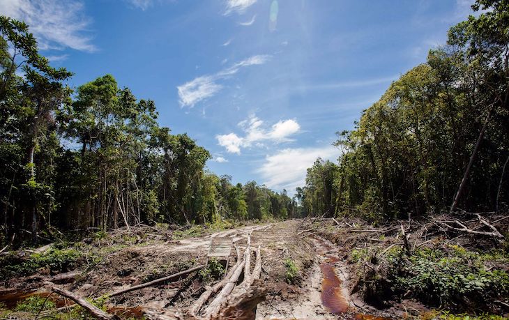 Europa recibe enormes presiones para tomar medidas contra la deforestación
