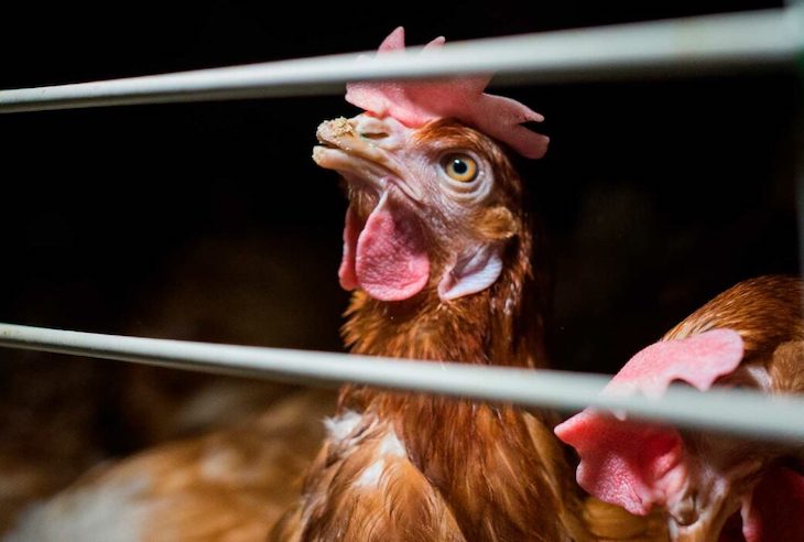 La Organización Mundial de Sanidad Animal ‘se pone de perfil’ frente a las jaulas