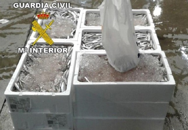 Confiscados 100 Kilos de pescado inmaduro en Bailén (Jaén)