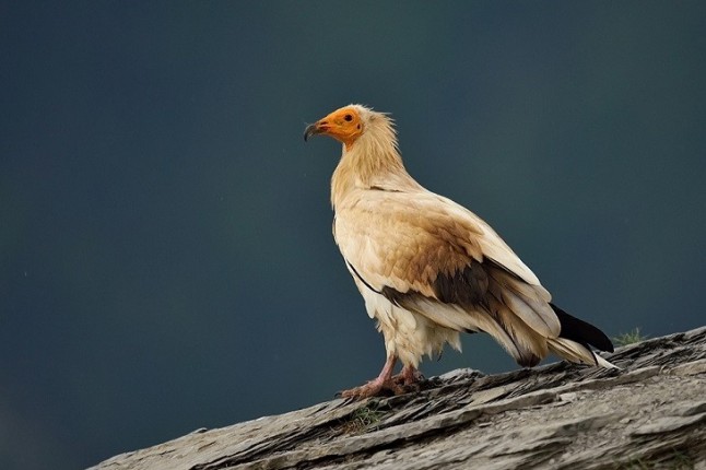 La fundación migres crea 2 zonas de alimentación suplementaria para evitar la desaparición del buitre más pequeño