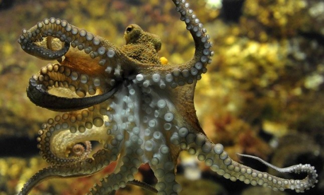 La inconsciencia de criar pulpos en piscifactorías