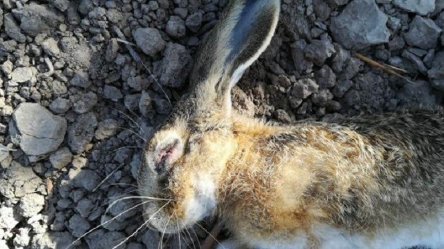 Tenían que enfermar las liebres para que no las abatieran a tiros