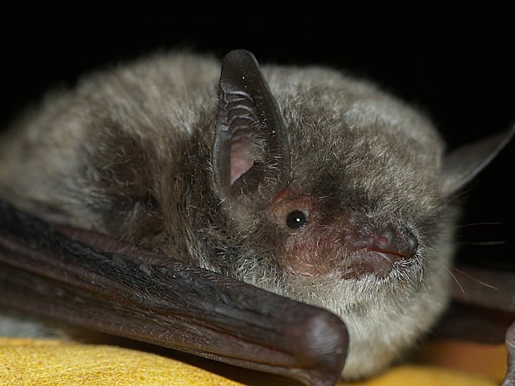 ANSE impulsa un proyecto para evaluar el estado de conservación del murciélago patudo en el sureste ibérico