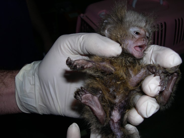 Naturaleza. El zoo de Barcelona ‘se cubre de gloria’