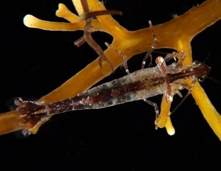 La contaminación afecta al hábitat del camarón de agua dulce