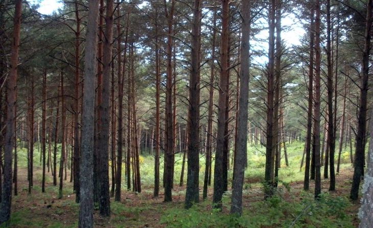 Castilla – La Mancha quiere hacer inventario de árboles singulares