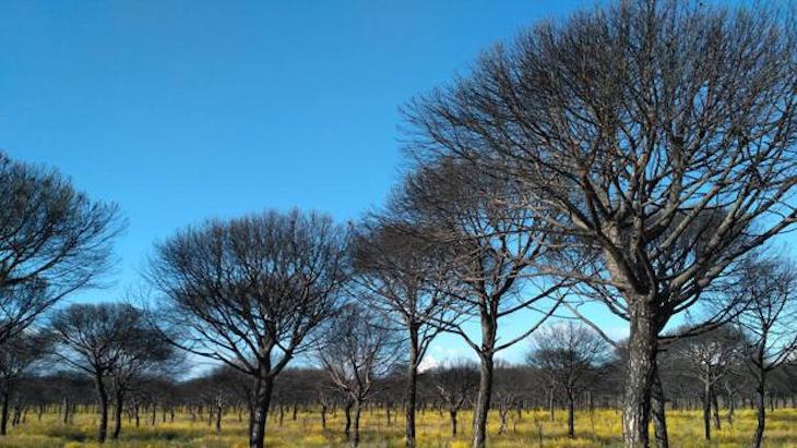 STOP a las peregrinaciones rocieras por el ‘Espacio Natural de Doñana’ por el ‘coronavirus’