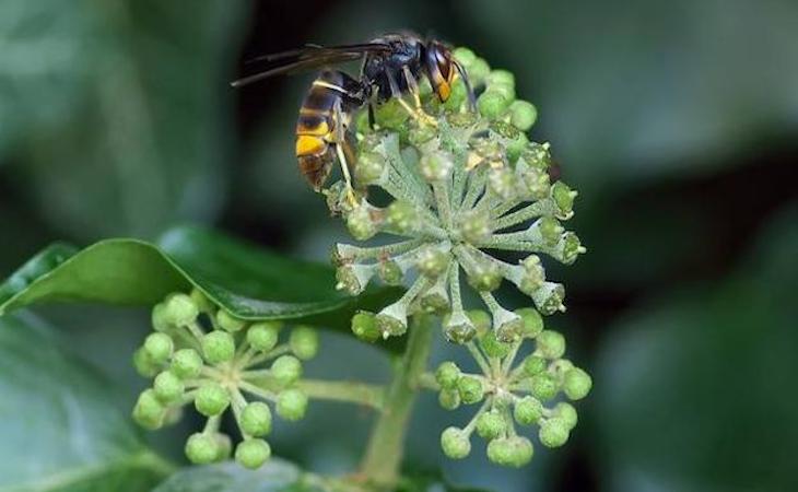 Gijón controlará el avispón asiático