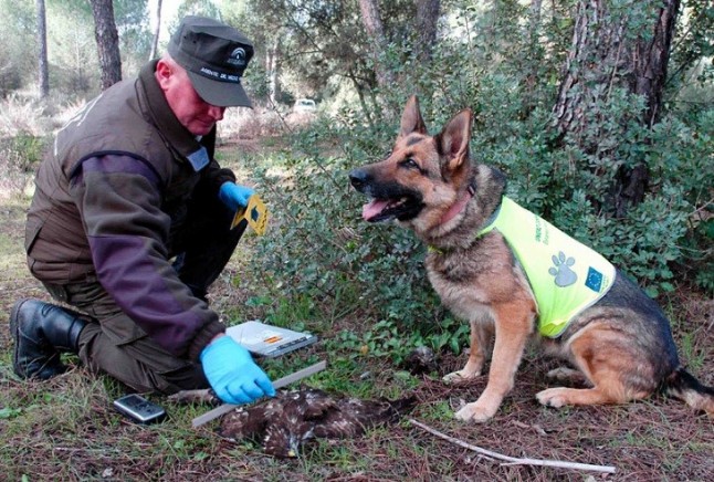 Condenado un agricultor de Lucena (Córdoba) por un delito contra la fauna al cazar usando veneno