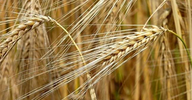 Con el cambio climático lo tienes difícil para pedir tu cañita de cerveza los domingos