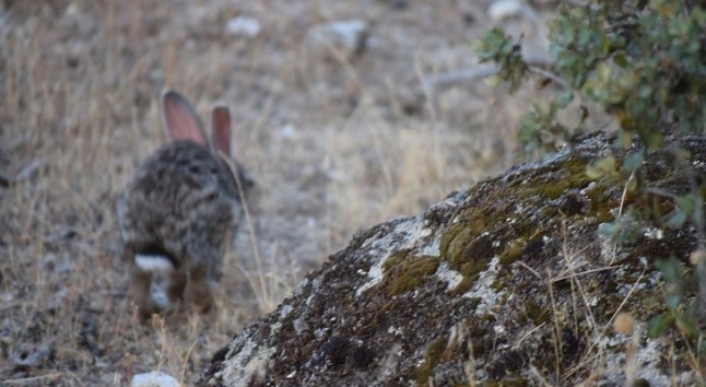 Los daños colaterales del conejo en los cultivos