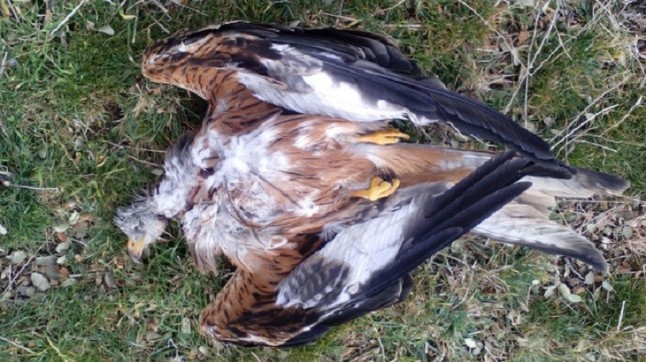 Rapaces centinelas para detectar cebos envenenados en Toledo