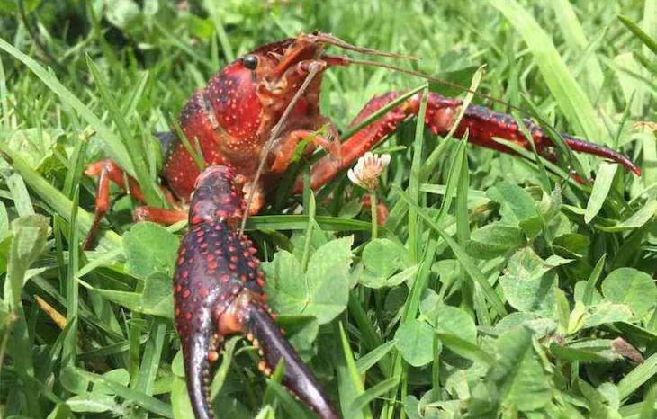 1ª Semana Ibérica sobre Especies Invasoras