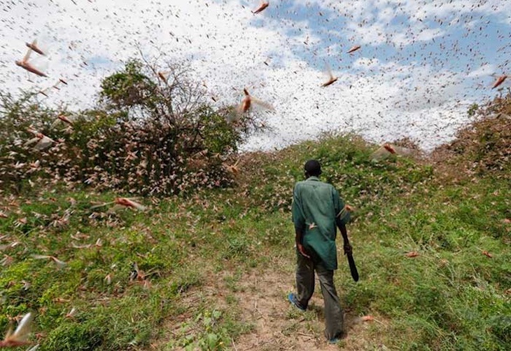 La langosta del desierto hace ‘estragos’ en el Cuerno de África