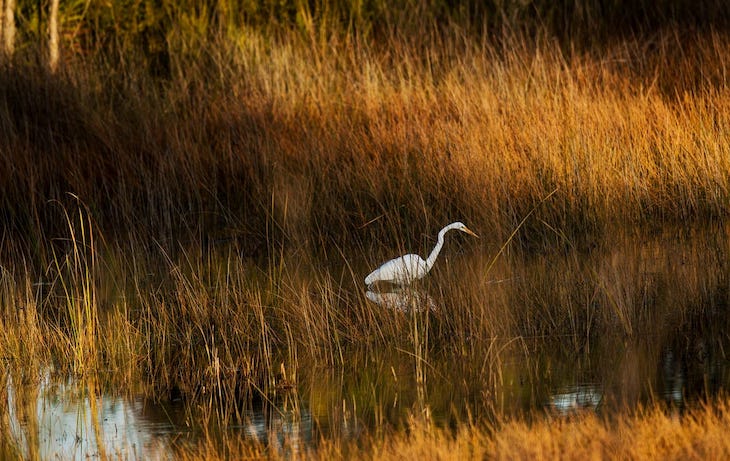 La ‘imagen’ del día de la ‘Wildlife Habitat Council’ (WHC)