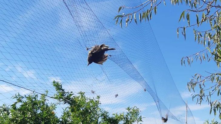 Los métodos de delitos contra la fauna están cambiando según expertos