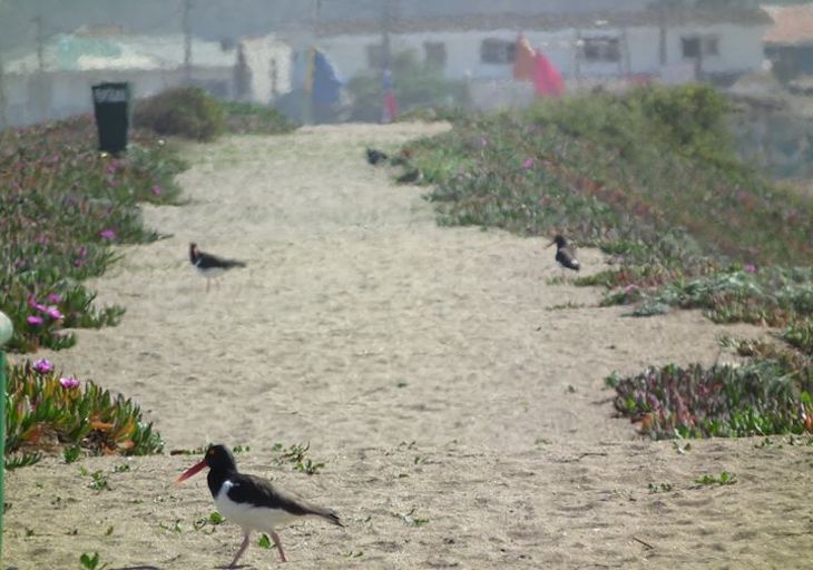 Chile. Humedal Llolleo-Ojos de Mar al borde de la destrucción
