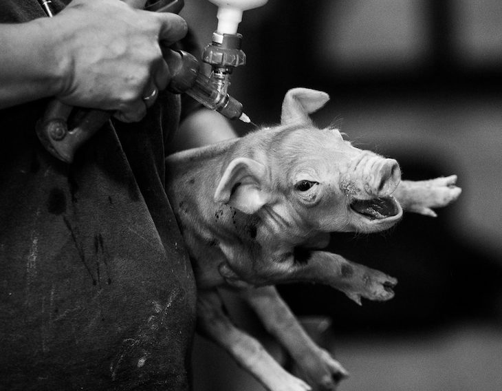 HIDDEN: El libro del maltrato animal