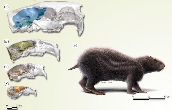 Un roedor extinto de tamaño humano tenía un cerebro de sólo 113 gramos