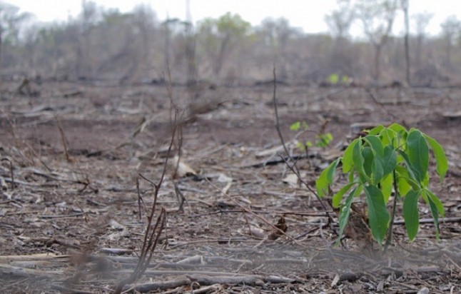 Se aisla el gen que permite a las plantas reverdecer tras la sequía