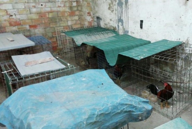 La Policía localiza 26 gallos de pelea en un cobertizo de Nazaret