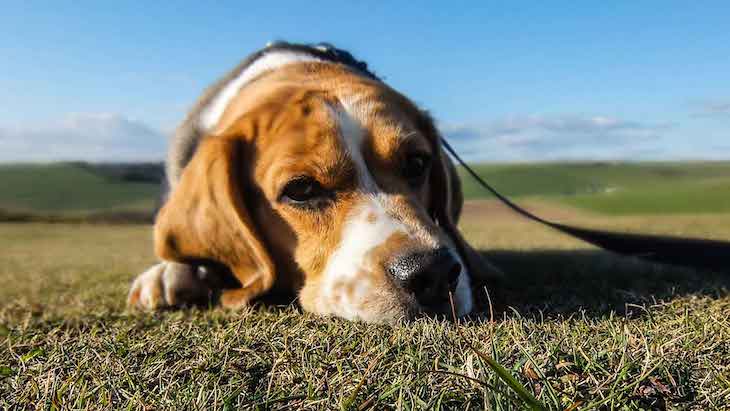 APDDA respalda la ‘descosificación’ de los animales en el Código Civil