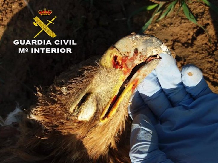 Investigado un guarda rural de caza por abatir a un águila imperial en un paraje natural de Sevilla