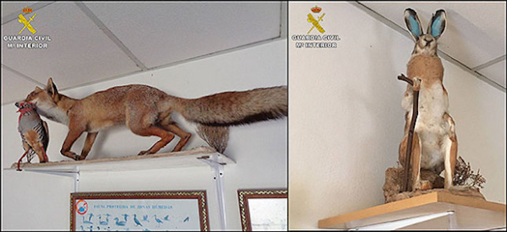 Intervenidos siete animales silvestres disecados de procedencia no acreditada en un refugio de cazadores de Santa Pola