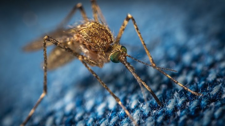 Córdoba propone usar tratamientos ecológicos y repoblar colonias de aves y murciélagos para combatir a los mosquitos