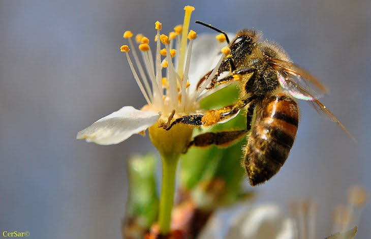 México. Integrarán iniciativa nacional de polinizadores para ayudar a la sustentabilidad del planeta