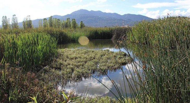 México trabaja duro para impedir invasión y relleno de humedales en San Cristóbal de la Casas