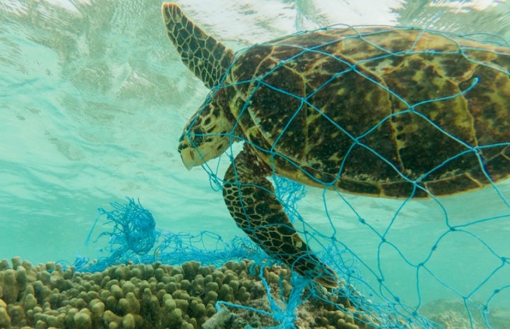 Puede y debe haber un plan contra las capturas accidentales como aves y tortugas en la pesca