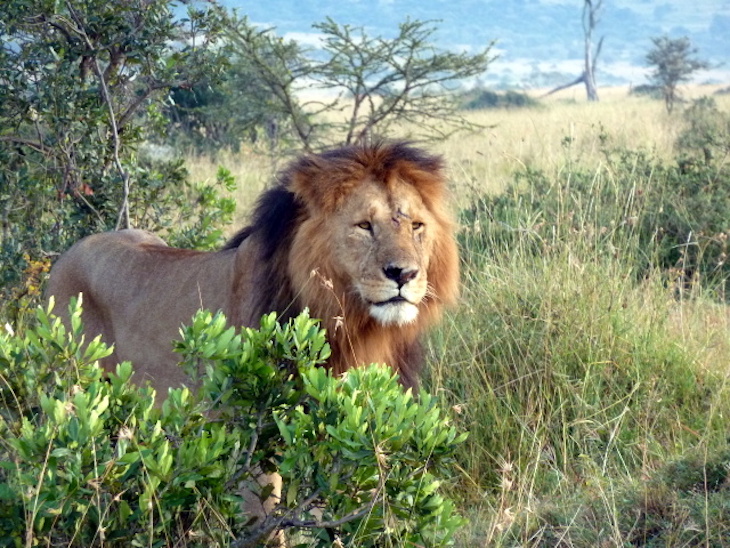 Un león se ha instalado en el aeropuerto de Masai Mara (Kenia) que está cerrado por el COVID-19